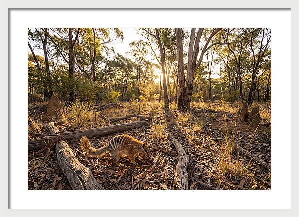 Numbat Foraging At Dusk
