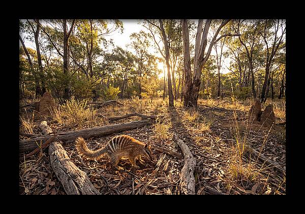 Numbat Foraging At Dusk