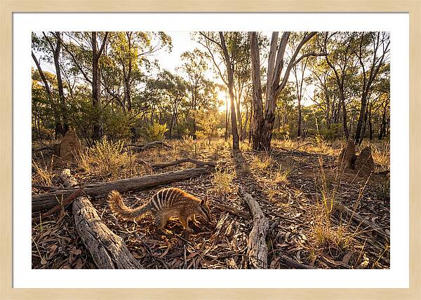 Numbat Foraging At Dusk
