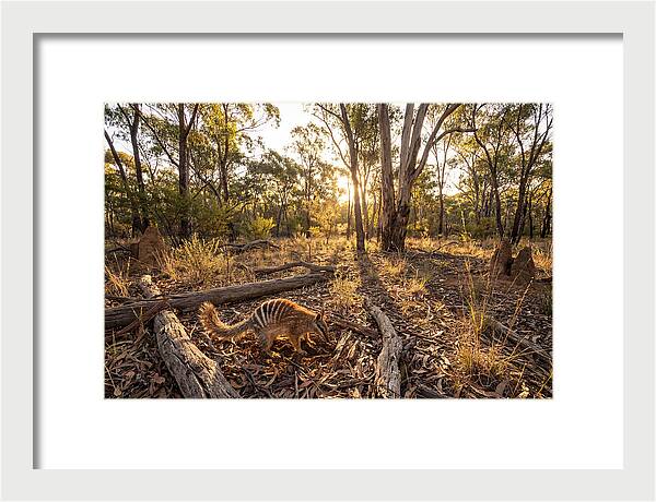 Numbat Foraging At Dusk