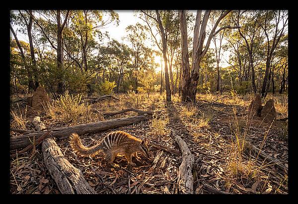 Numbat Foraging At Dusk