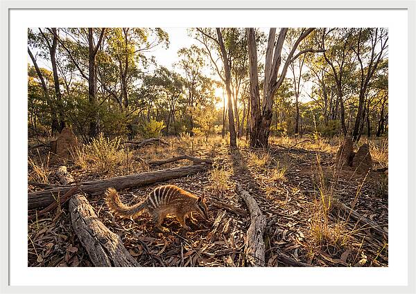 Numbat Foraging At Dusk