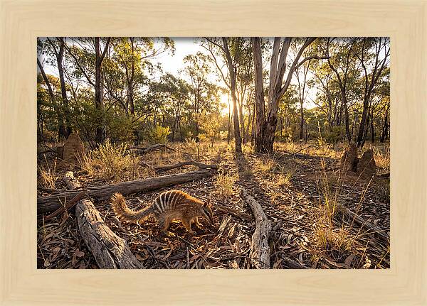 Numbat Foraging At Dusk