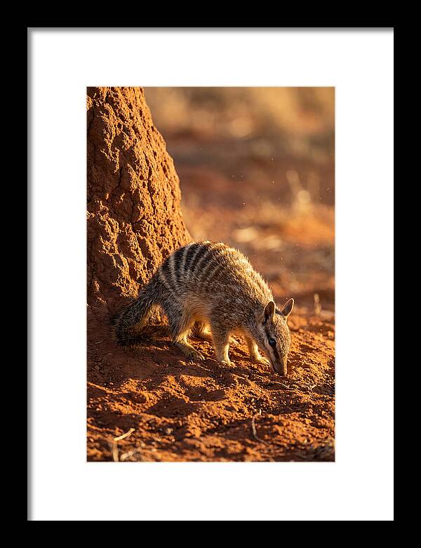 Numbat Foraging In The Wild