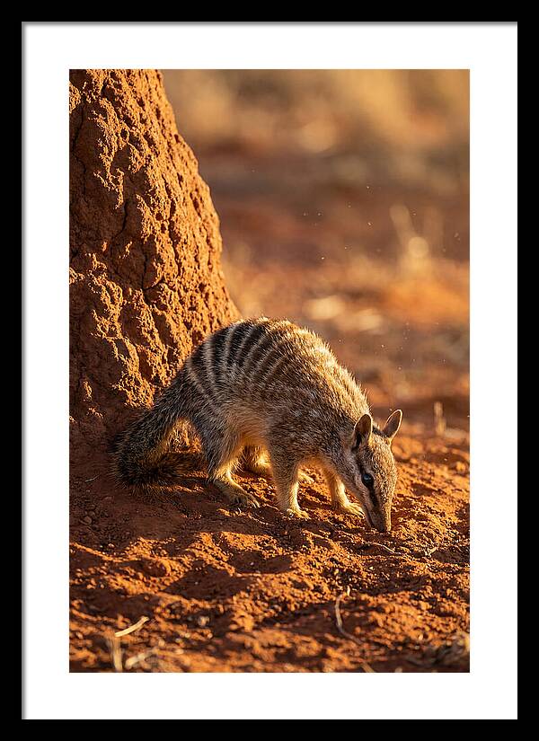 Numbat Foraging In The Wild