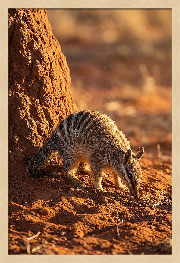 Numbat Foraging In The Wild