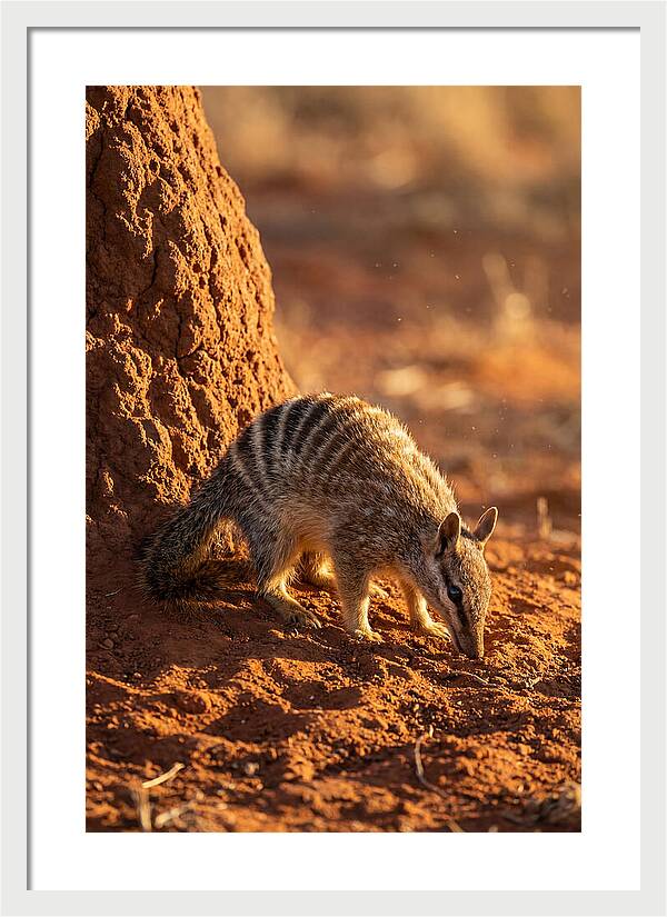 Numbat Foraging In The Wild
