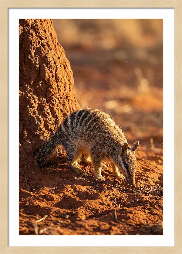 Numbat Foraging In The Wild