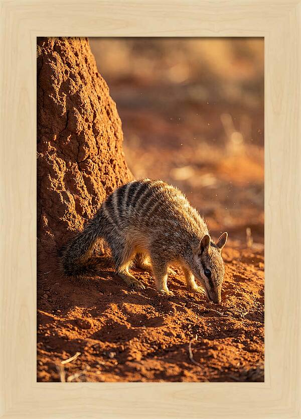 Numbat Foraging In The Wild