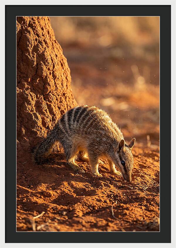 Numbat Foraging In The Wild