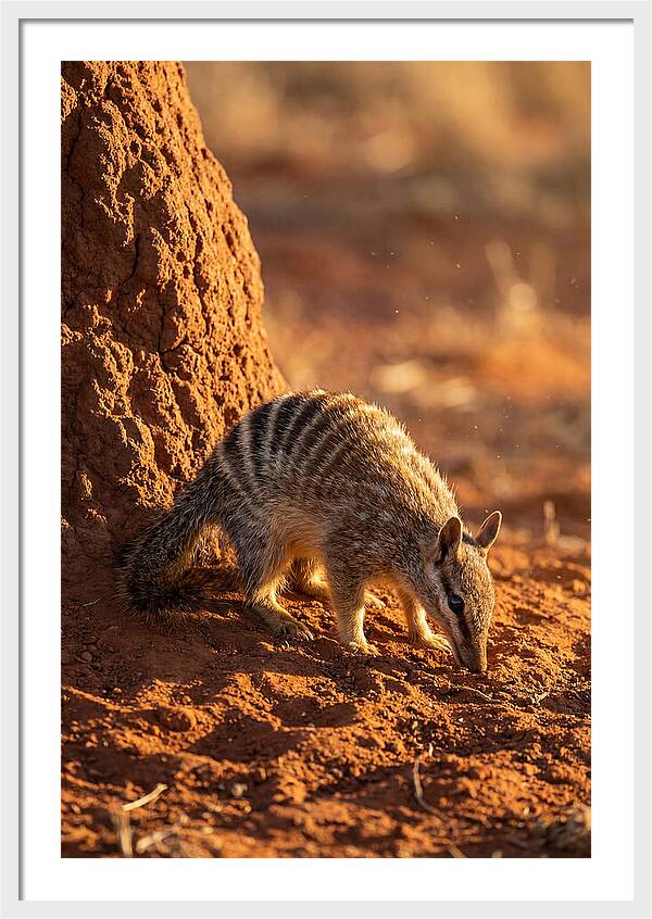Numbat Foraging In The Wild