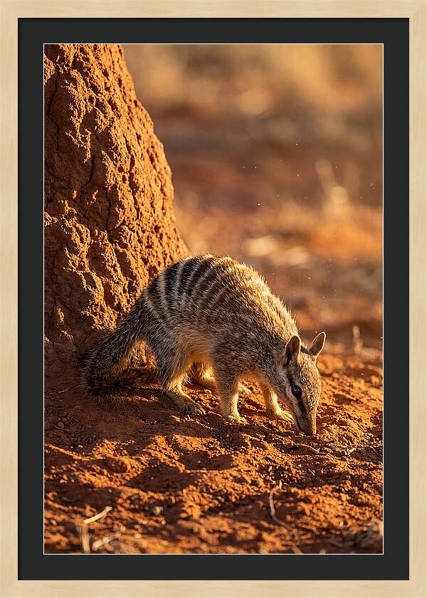 Numbat Foraging In The Wild