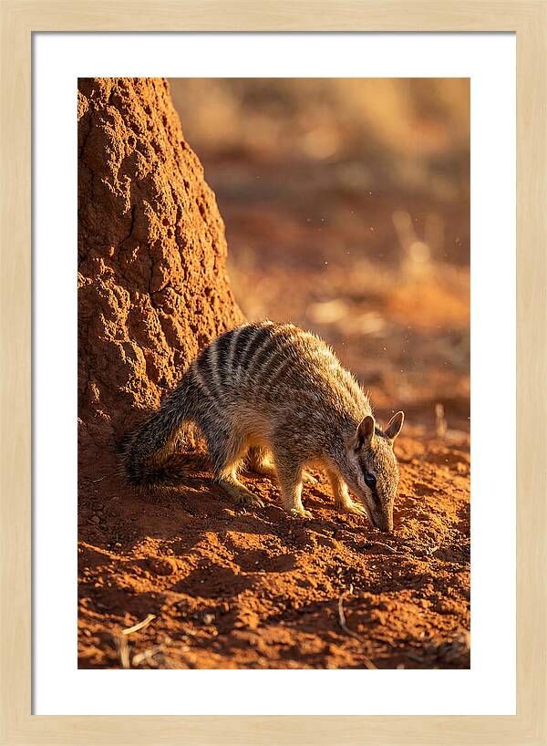Numbat Foraging In The Wild