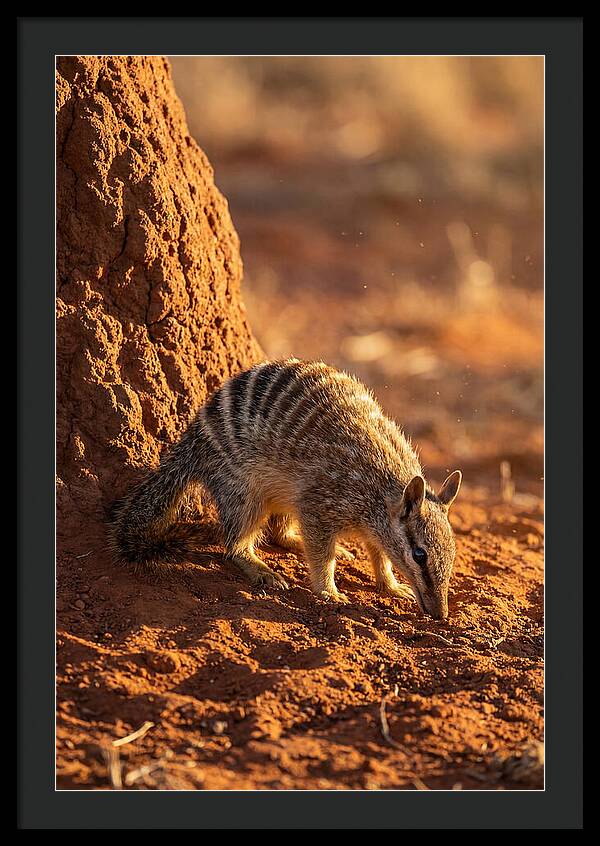 Numbat Foraging In The Wild
