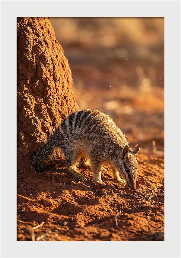 Numbat Foraging In The Wild