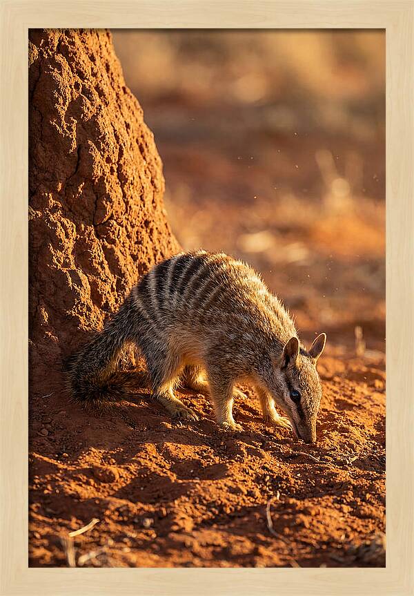 Numbat Foraging In The Wild