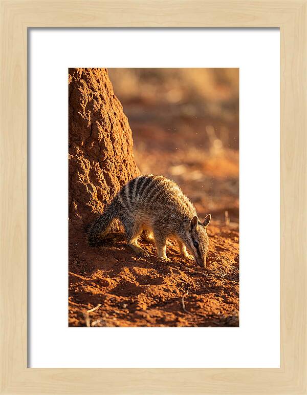Numbat Foraging In The Wild