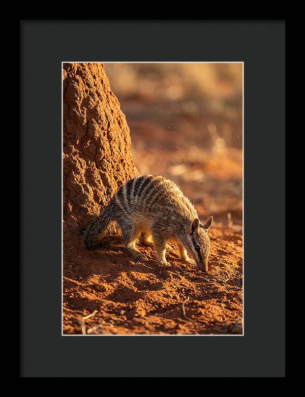 Numbat Foraging In The Wild