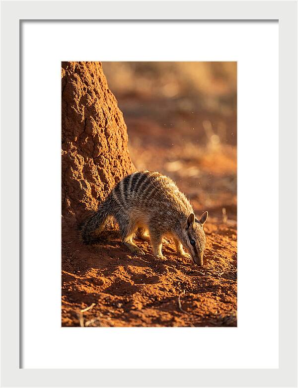 Numbat Foraging In The Wild