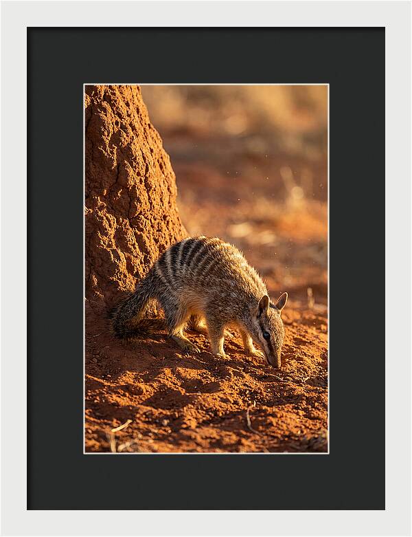 Numbat Foraging In The Wild
