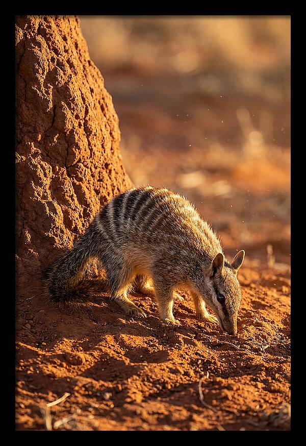 Numbat Foraging In The Wild