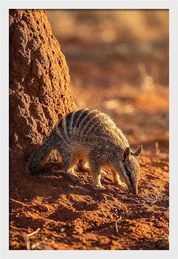 Numbat Foraging In The Wild