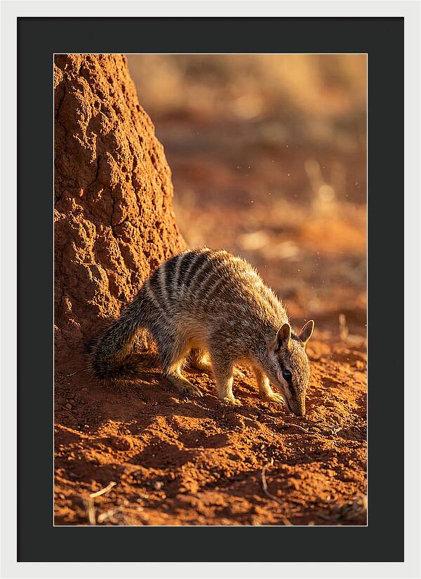 Numbat Foraging In The Wild