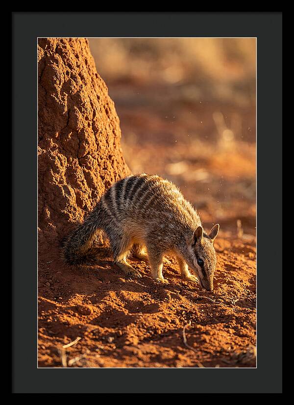 Numbat Foraging In The Wild