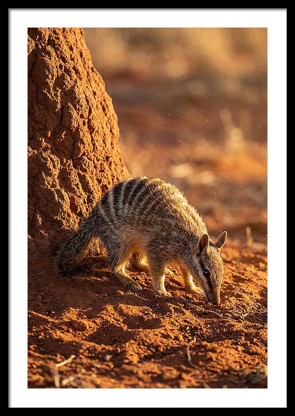 Numbat Foraging In The Wild