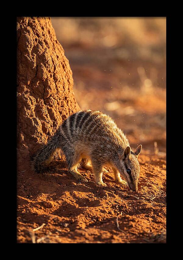 Numbat Foraging In The Wild