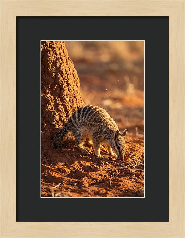 Numbat Foraging In The Wild