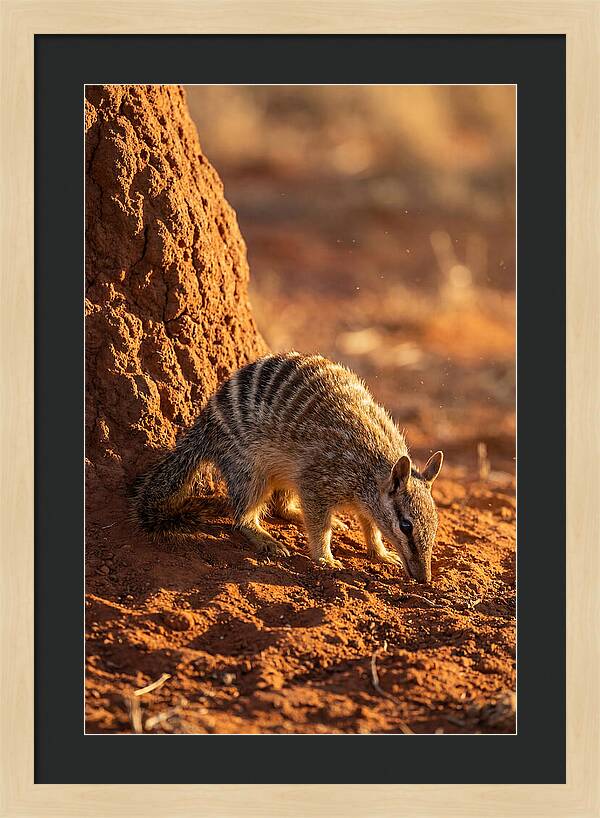 Numbat Foraging In The Wild
