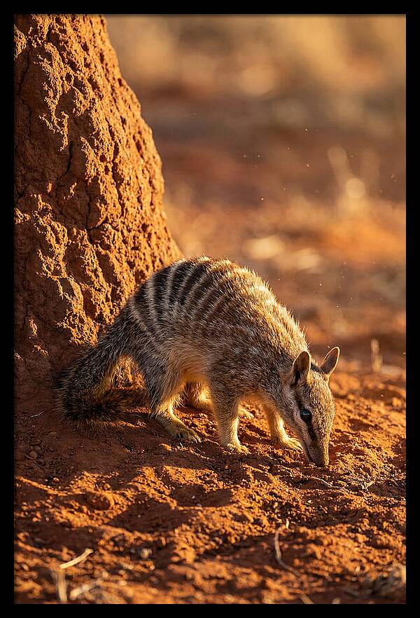 Numbat Foraging In The Wild