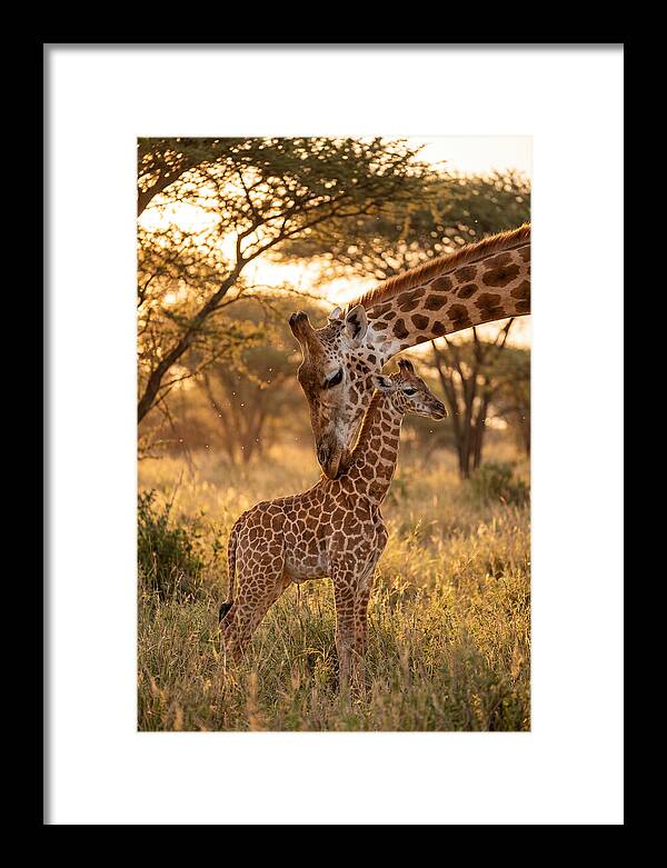 Nurturing Giraffe Bond