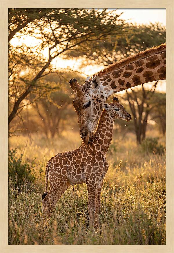 Nurturing Giraffe Bond