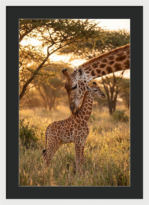Nurturing Giraffe Bond