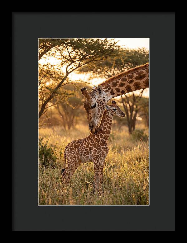 Nurturing Giraffe Bond