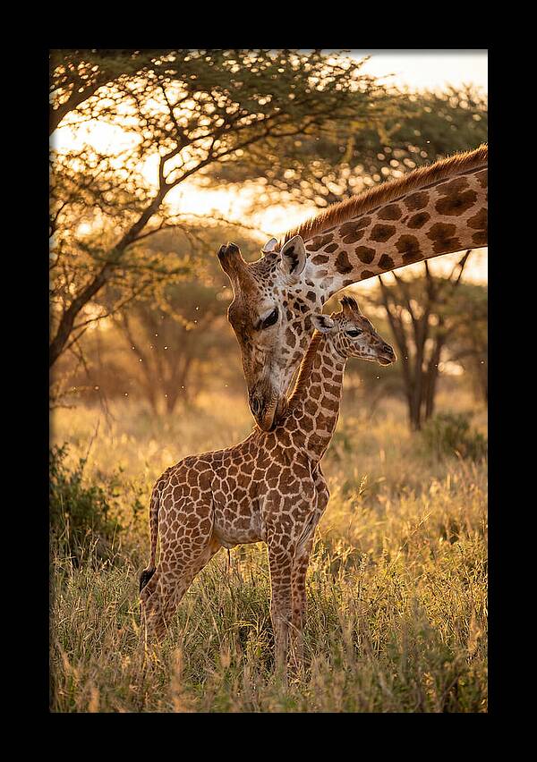 Nurturing Giraffe Bond