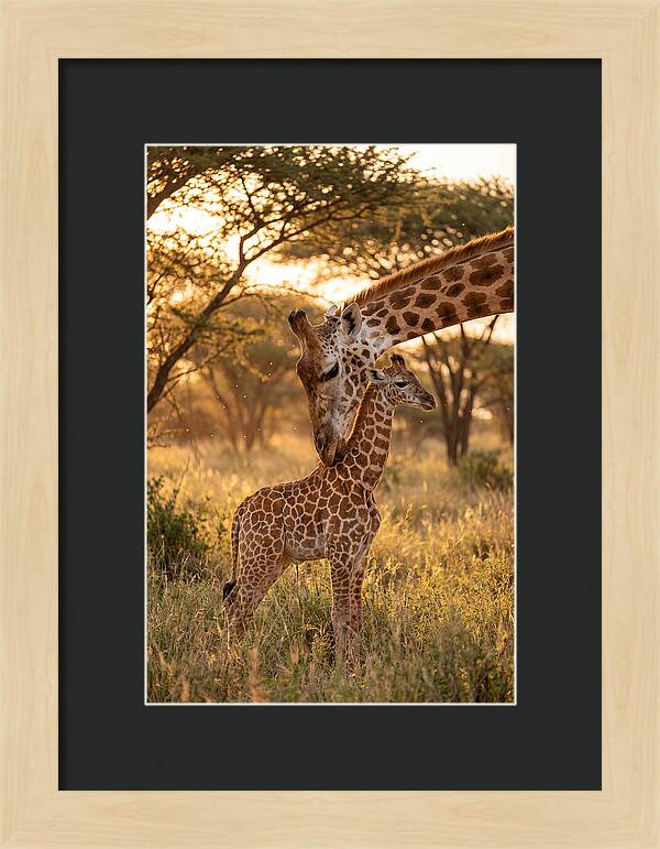 Nurturing Giraffe Bond
