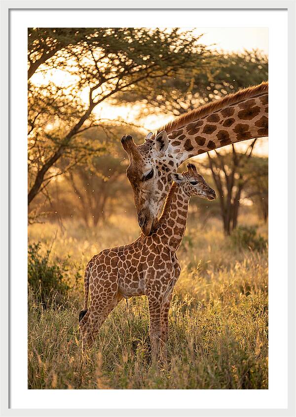 Nurturing Giraffe Bond