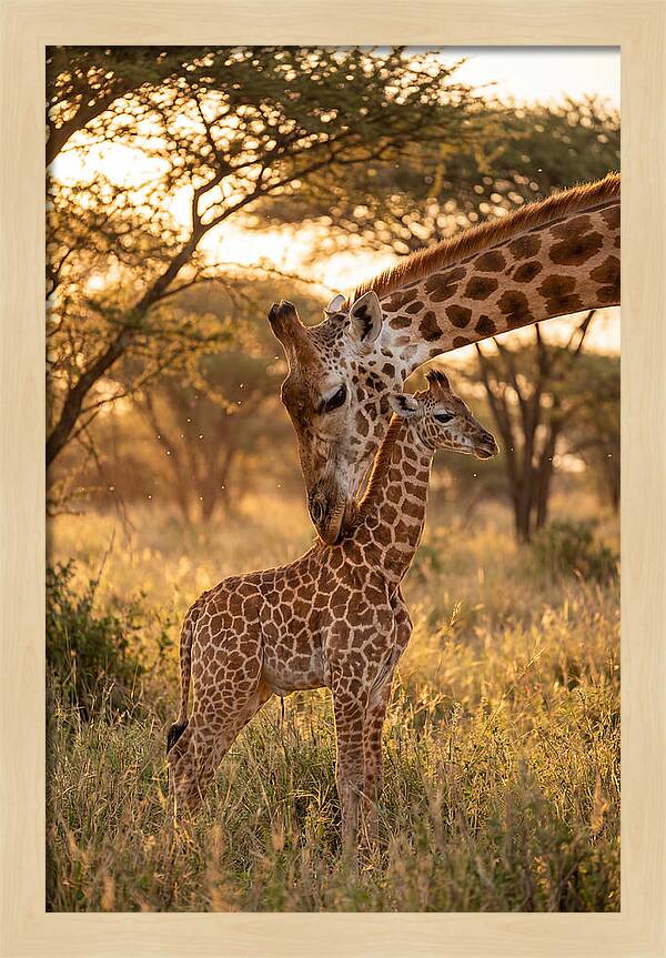 Nurturing Giraffe Bond