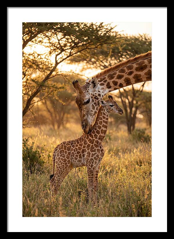 Nurturing Giraffe Bond