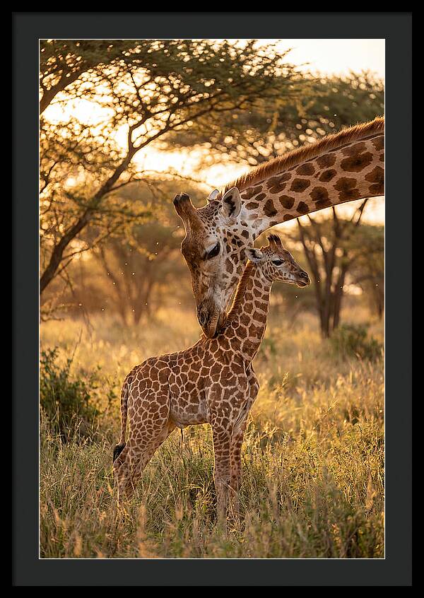Nurturing Giraffe Bond