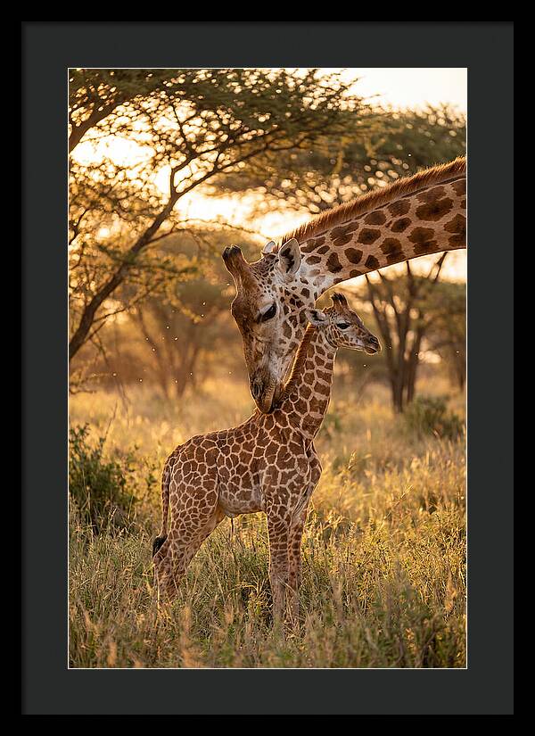 Nurturing Giraffe Bond