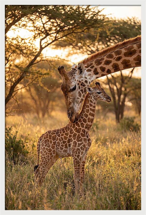 Nurturing Giraffe Bond