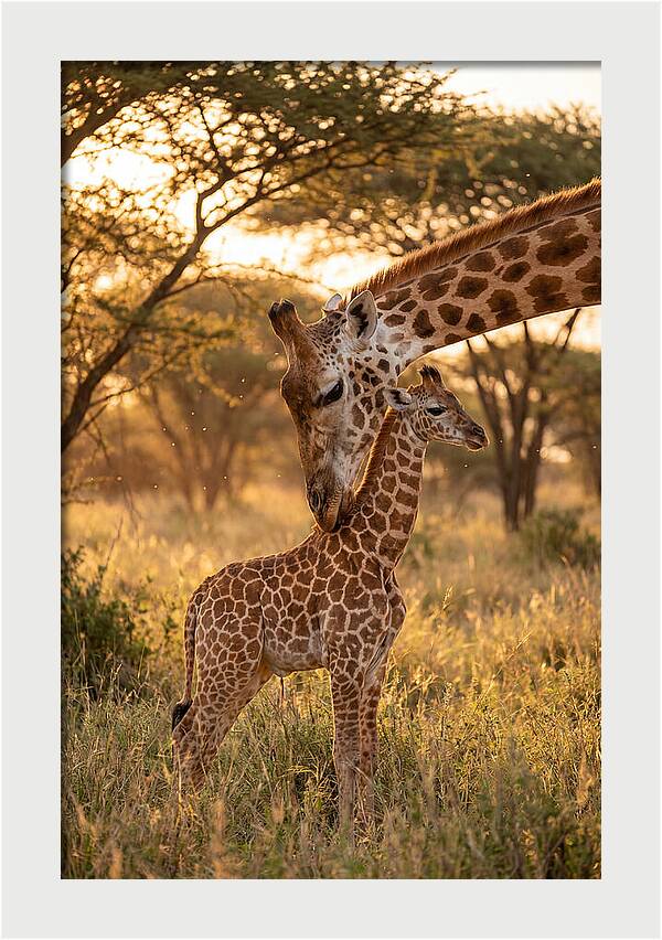 Nurturing Giraffe Bond
