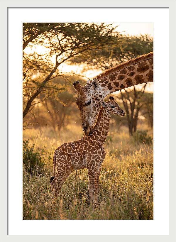 Nurturing Giraffe Bond