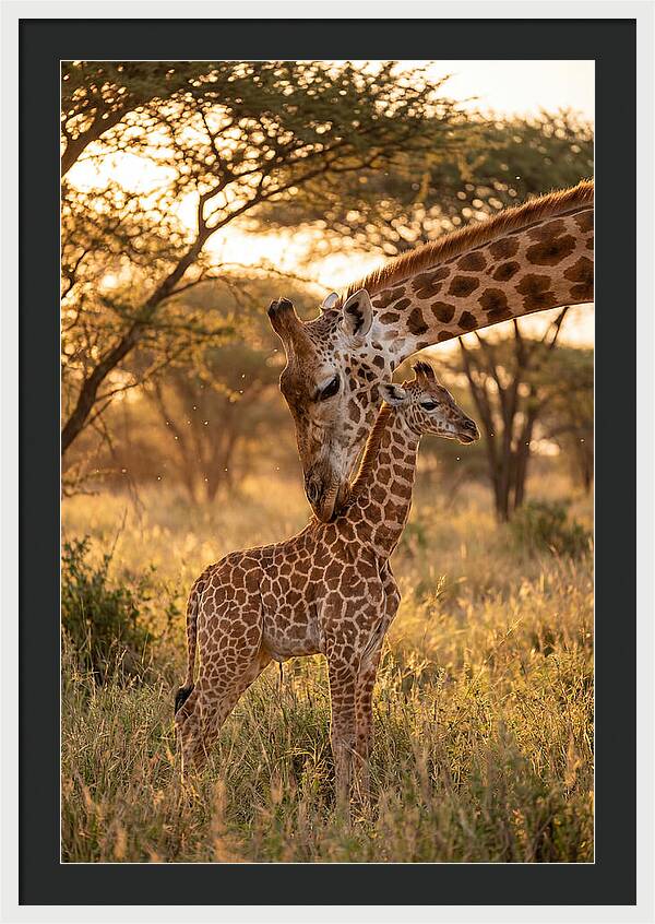 Nurturing Giraffe Bond