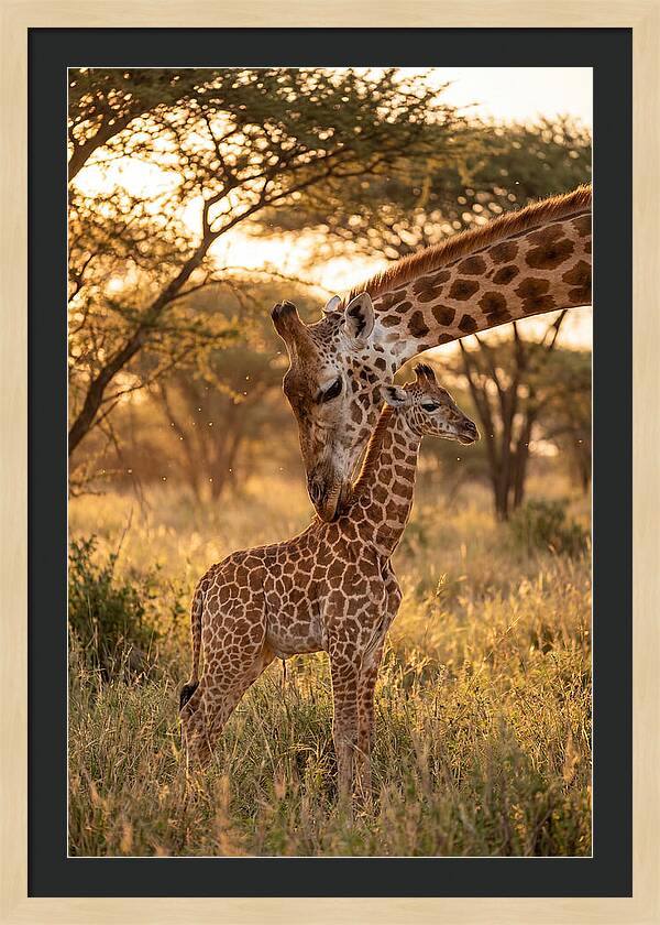 Nurturing Giraffe Bond