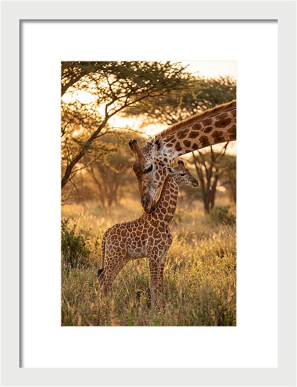 Nurturing Giraffe Bond